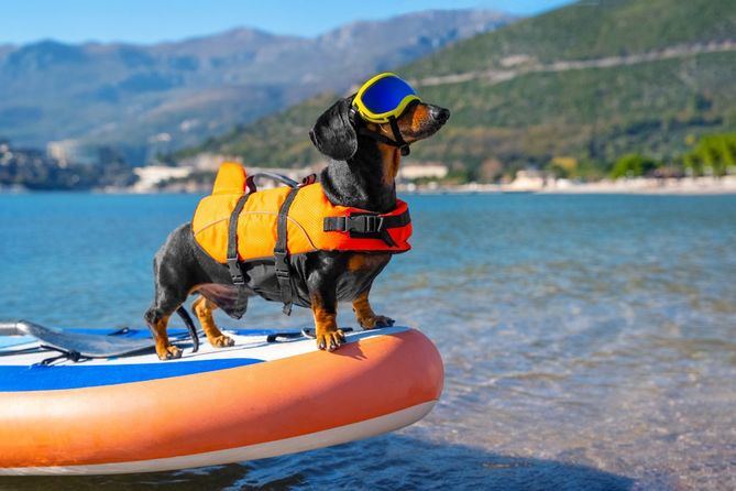Con la llegada de la temporada estival y el aumento de los desplazamientos por vacaciones, Rover.com ha presentado su tercera guía para viajar con mascota bajo el nombre 'No sin mi perro 2025'.