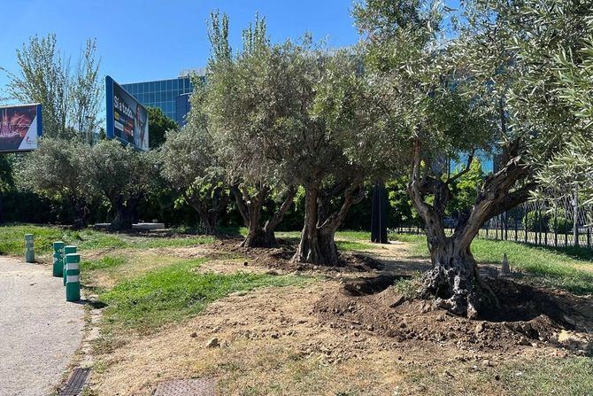 Ifema Madrid ha trasplantado 177 árboles de lo 585 previstos para construir el circuito de la Fórmula 1 de la ciudad de Madrid, que se disputará entre el 11 y el 13 de septiembre de 2026.