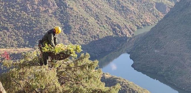La Comunidad de Madrid esta reconstruyendo los nidos de buitre negro del Parque Natural del Duero Internacional, en Portugal, tras la destruccion que se produjo por el incendio ocurrido el pasado agosto.