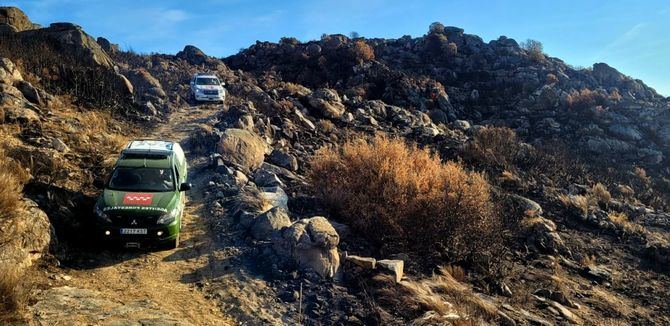 Los agentes forestales de la region vigilan y protegen a las crias de esta especie en la Sierra de Guadarrama, la cuarta colonia mas grande de Espana.