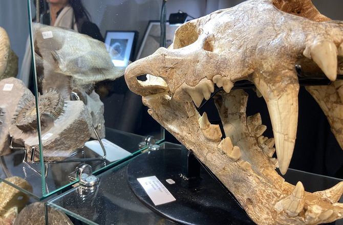 La 42ª edición de la Feria Internacional de Minerales, Fósiles, Gemas y Meteoritos, Natura 2025, se celebrará del 12 al 14 de diciembre en la Salas DEMO 1 y 2 de la estación de Chamartín.