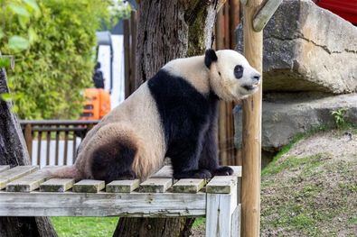 El Zoo de Madrid celebra el Año Nuevo Chino