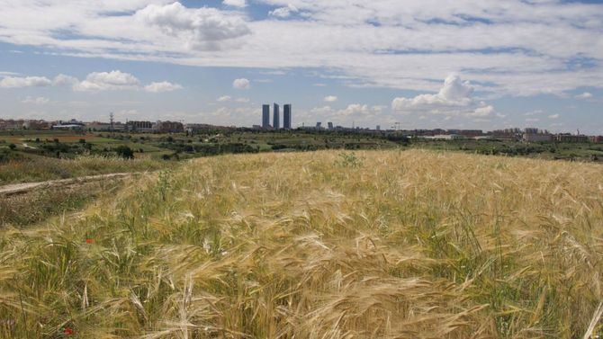 Camino de El Pardo a Colmenar en forma de pista de tierra, junto a la carretera de circunvalación M-40 y el nuevo desarrollo de Montecarmelo. Entre las campiñas cerealistas y dirigiendo la mirada hacia el sur, es visible la Cuatro Torres Business Area, característica del 'skyline' madrileño.