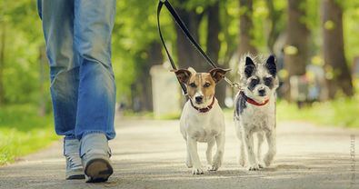 Estos criterios determinarán qué especies podrán mantenerse como animales de compañía en los hogares españoles, al igual que sucede en otros países como Francia, Bélgica o Países Bajos.