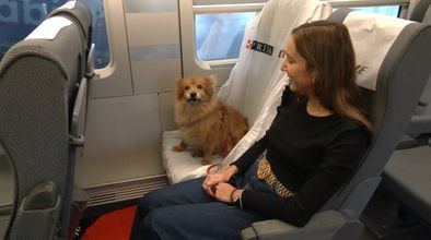 Los perros ocuparán la plaza interior junto a la ventanilla, al lado de sus dueños, que los deberán llevar con una correa no extensible de 1,5 metros y con el bozal puesto tanto en la estación como en el momento del embarque y el desembarque del tren.