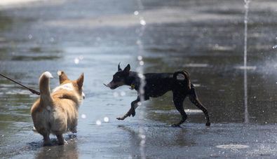 Madrid cuenta con 1,9 millones de mascotas