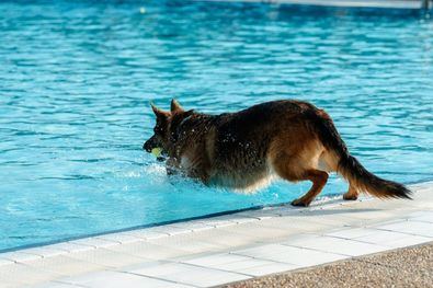 El Ayuntamiento de San Fernando de Henares, a través de las áreas de Deportes y de Sanidad y Consumo, pone en marcha una nueva edición de ‘Patas al Agua’, una jornada de puertas abiertas dedicada a los peludos de la casa, que podrán gozar de la piscina de verano el próximo lunes, día 7 de septiembre, a partir de las 16.30 y hasta las 20.00 horas.