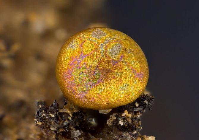 Imagen de 'Calomyxa metallica', una de las treinta especies que se muestran en la exposición.