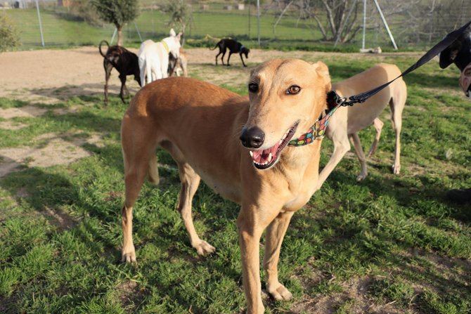 Las protectoras han trasladado que las adopciones de mascotas también han descendido de forma 'notable' en comparación con el año pasado.