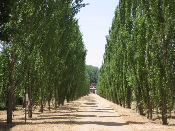 Su disposición y tradición de cinco siglos, así como el buen estado de conservación, fueron determinantes para que Aranjuez fuera reconocido por la Organización de las Naciones Unidas para la Educación, la Ciencia y la Cultura (UNESCO) como Paisaje Cultural del Patrimonio Mundial en 2001.