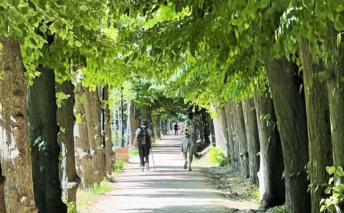 La Comunidad de Madrid invierte 1,5 millones de euros cada año para mantener en Aranjuez 15.000 árboles y cerca de 77 hectáreas de los denominados Paseos Arbolados.