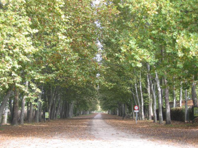 El patrimonio natural de Aranjuez, dotado por el Gobierno regional con 1,5 millones de euros para su conservación anual