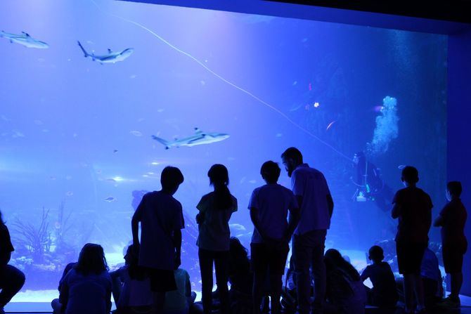 Dentro de su labor de conservación, el acuario está criando a los primeros caballitos de mar nacidos en Atlantis Aquarium y otras especies como la raya y el popular pez payaso.