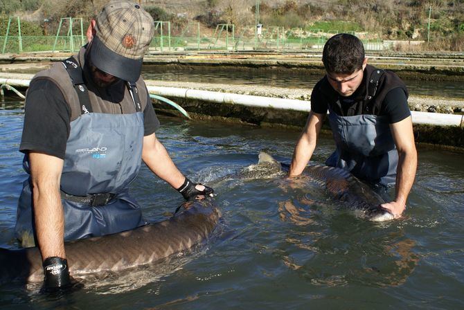 Las experiencias de Caviar de Riofrío a medida, en pequeños grupos, con la atención personalizada de quienes obran el milagro de uno de los mejores caviares del mundo, son la invitación idónea para seguir viajando y programar una escapada a este bello rincón de la Sierra de Loja.