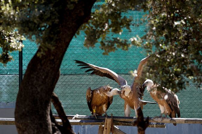 En 2023, fueron atendidos en el Centro de Recuperación regional (CRAS) de Tres Cantos un 15% más que el año anterior, cerca de la mitad de ellos aves, especialmente vencejos, gorriones, palomas bravías y urracas.