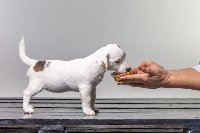 Hay que tener en cuenta que lo más importante es supervisar las proporciones de energía y nutrientes, para que no excedan las necesidades de nuestro perro.