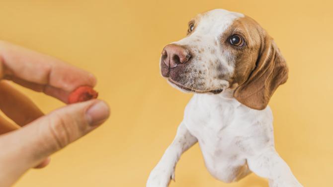 Pautas para mejorar la salud de nuestras mascotas gracias a una correcta alimentación