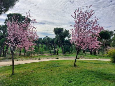 La gran masa forestal de pinos, acacias, almeces, ailantos, cedros y arces de la Dehesa de la Villa será el lugar idóneo para disfrutar del paseo 'La vida secreta de los árboles', el próximo 23 de marzo.