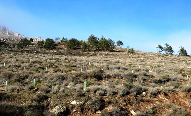 La plantación de 2.500 árboles se llevará a cabo en el Alto de Majalinos, con el objetivo de crear una masa forestal mixta y resiliente, con alternativas de ingresos sostenibles a las comunidades vecinas.