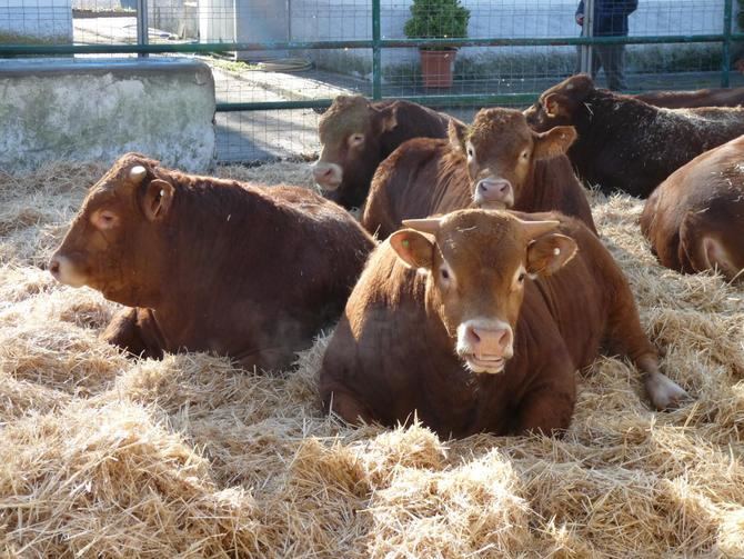 La organización agraria ha precisado que los datos muestran una mala situación en todo el territorio, pero que algunas regiones han sufrido en mayor medida esta reducción de ganaderos.