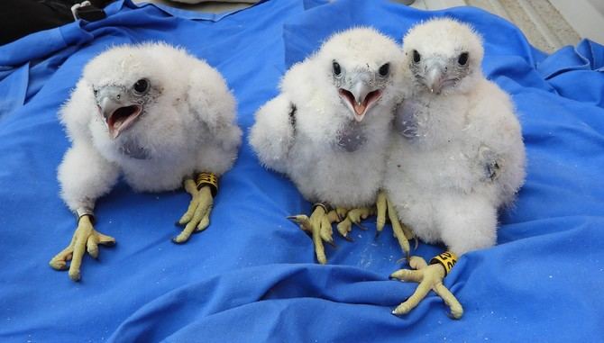 Este año han logrado tener tres crías, que fueron marcadas a los 15 días de nacer con dos anillas: una oficial que se utiliza en el marcaje de aves silvestres y otra de lectura a distancia, que permite su identificación con prismáticos.