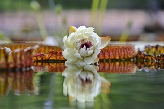 Los ejemplares de Victoria (Hibrido Longwood) son una de las plantas más emblemáticas y valoradas en los jardines botánicos de todo el mundo. Estas flores sólo duran dos días, así que este viernes, cuando se cierre la del Jardín Botánico, lo hará para siempre.