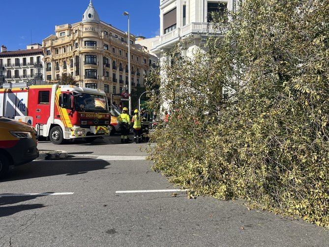 Los hechos han ocurrido sobre las 13.00 horas de este jueves, en la calle de Almagro. Un ejemplar de grandes dimensiones se ha venido abajo, por los fuertes vientos que arrecian desde la madrugada en la capital, golpeando a varias personas.