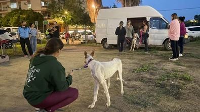 Alimentos y material, para animales afectados por la DANA