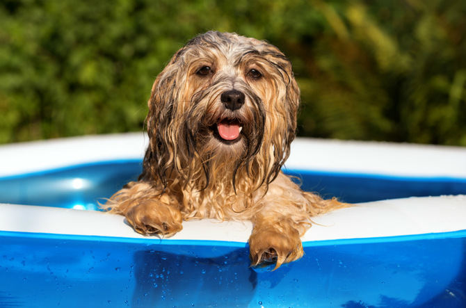 Es muy recomendable sacar al perro temprano por la mañana y tarde por la tarde, portando siempre una botella de agua.