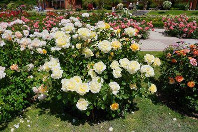 Madrid elige la rosa más bonita de la Rosaleda del parque del Oeste
