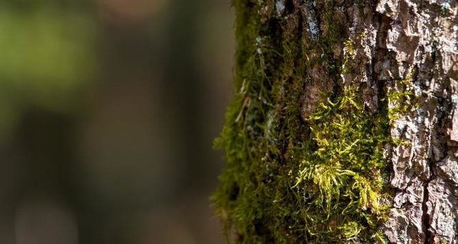 En el caso de especies protegidas como el acebo, tejo, corteza de alcornoque o musgo, se debe de acudir a los viveros o lugares de venta autorizados.