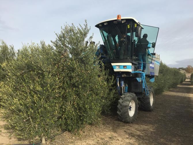 La Comunidad de Madrid tiene casi 25.000 hectáreas de olivares, que trabajan 4.500 agricultores, repartidas en casi un centenar de municipios, si bien las zonas principales se concentran en las comarcas de La Campiña, Las Vegas y Suroccidental.