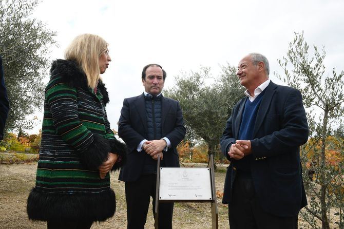 Plantado en el Parque Juan Pablo II de Madrid el olivo símbolo de paz con el que el Papa obsequió a la ciudad