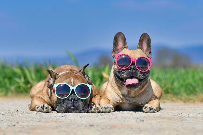 El consejo, como todos, nunca está de más, especialmente para el conocimiento de aquellas personas con perros en casa que no sea conocedora del daño que un calor tan abrasador como el que puede coger el asfalto en verano en horas de pleno sol puede ocasionar en las patas de sus mascotas.