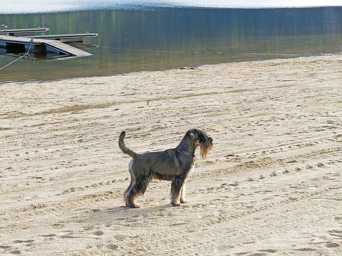 Con una correcta nutrición, nuestro perro estará más feliz, activo y tendrá todo el bienestar necesario, ya que la salud empieza en su plato, junto con el amor de su dueño. 