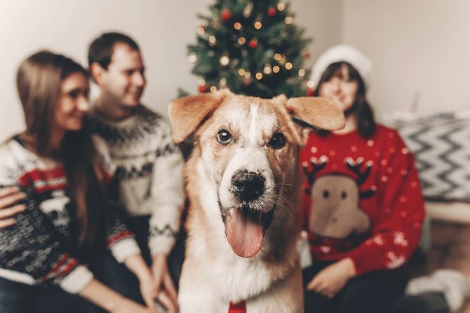 En España, más de 300.000 animales domésticos, de los cuales el 30% de los casos se produce en los primeros meses del año debido a regalos navideños.