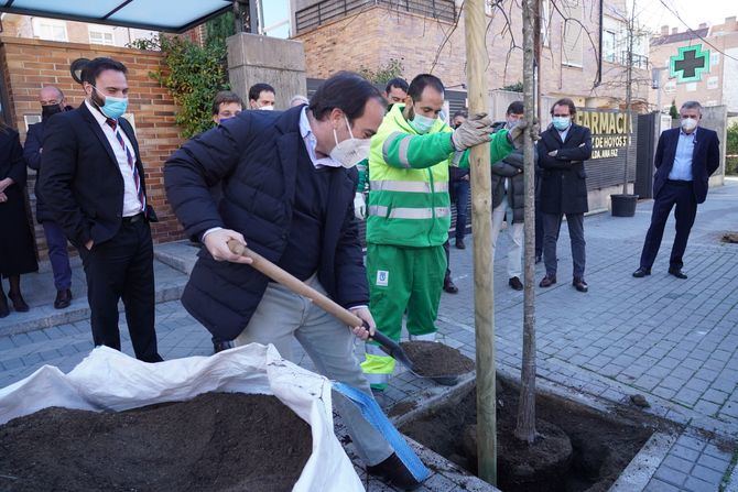 El Área de Medio Ambiente y Movilidad ha realizado un estudio exhaustivo que ha permitido identificar 11.216 alcorques que permitirán albergar árboles con un desarrollo óptimo.