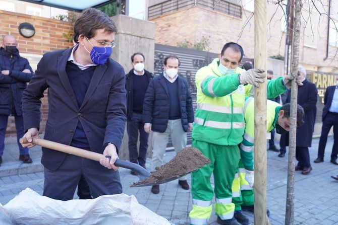 El alcalde de Madrid, José Luis Martínez-Almeida, ha puesto en marcha este miércoles el Plan Alcorques Cero en el distrito de Ciudad Lineal, plantando el primer ejemplar de roble en el número 374 de López de Hoyos, la calle con el arbolado viario más afectado por la borrasca Filomena.