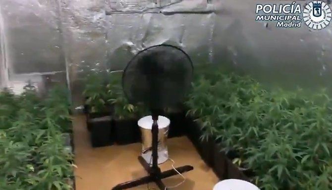 La Unidad Integral del Distrito de Hortaleza de la Policía Municipal de Madrid han arrestado a un joven por tener en una vivienda okupada con 130 plantas de marihuana y defraudar el servicio de suministro eléctrico e hídrico.