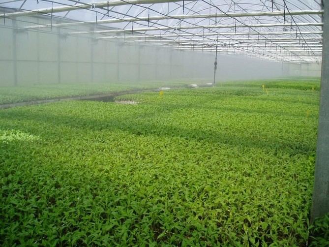 Se trata de plantas jóvenes de gran calidad, de las que se beneficiarán cerca de 500 agricultores. Se repartirán diferentes variedades, como cebolla, pimiento, tomate, berenjena y melón.