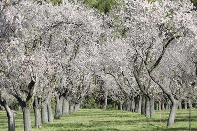 La floración de los cerca de 1.900 ejemplares de almendros que acoge la Quinta de los Molinos, en el distrito de San Blas-Canillejas, es una llamada a los madrileños para disfrutar de este acontecimiento que anuncia la llegada de la primavera a la ciudad.