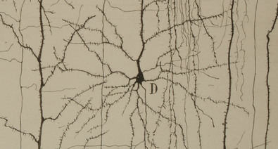 Conociendo a Santiago Ramón y Cajal