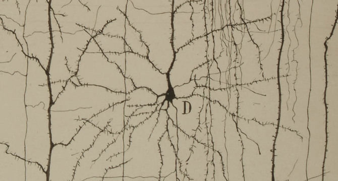 Más de un centenar de piezas, como sus afamados dibujos científicos, la medalla del Nobel y su primer diario de laboratorio, recorren la vida y la obra de Santiago Ramón y Cajal, el padre de las neurociencias. En la imagen, dibujo de Ramón y Cajal que describe la estructura de una neurona del córtex cerebral.