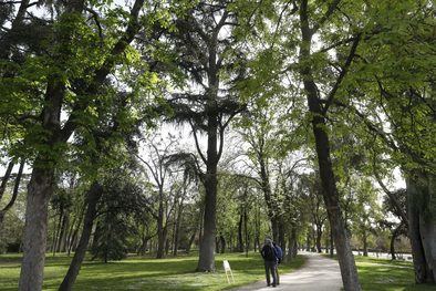Madrid refuerza el cuidado de sus árboles