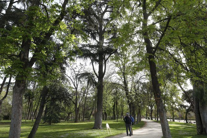 El servicio de control del riesgo del arbolado de Madrid se ha consolidado, desde que se inició en 2018, como una prestación de referencia. Ahora suma a sus labores la supervisión de 16.877 árboles del parque de El Retiro y 3.528 unidades de zonas interbloques.