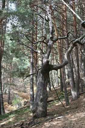 La asociación Reforesta busca colaboradores para salvar árboles autóctonos en Madrid