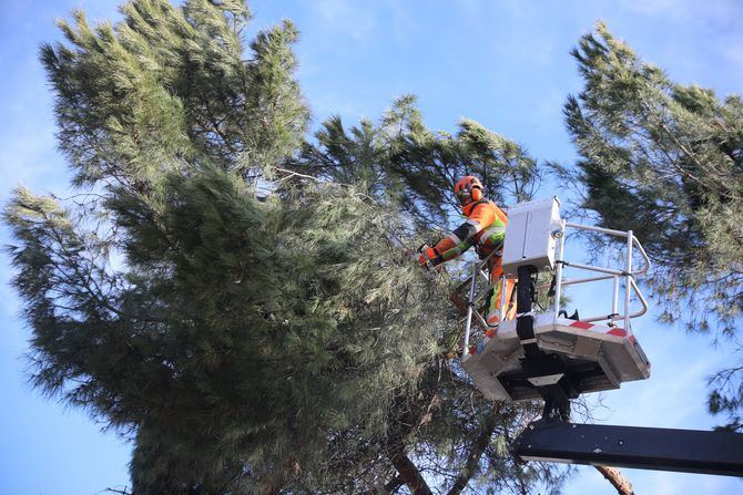 Almeida ha remarcado que se tendrá que hacer un estudio que evalúe los daños en el arbolado de ambas zonas verdes y que, en base a los resultados que se obtengan, serán los directores y conservadores de estos espacios quienes aprueben o no la reapertura.