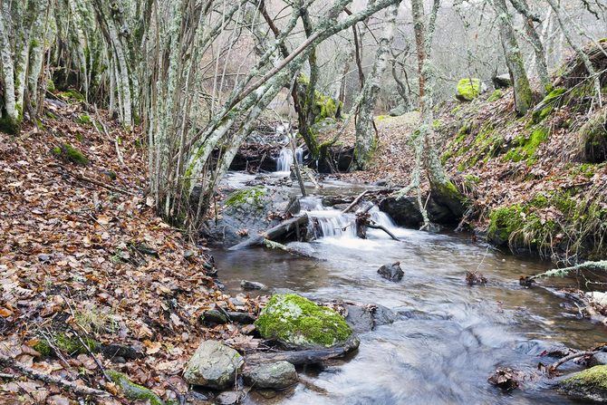 Un enclave privilegiado, con la Reserva de la Biosfera de la Sierra del Rincón y con el famoso Hayedo de Montejo, declarado Patrimonio Natural de la Humanidad por la UNESCO.