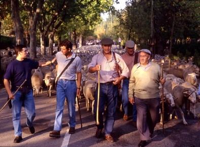 Esta fotografía corresponde al primer paso por Madrid del rebaño de Trashumancia y Naturaleza, en 1997, el mismo año en que se fundó la asociación.