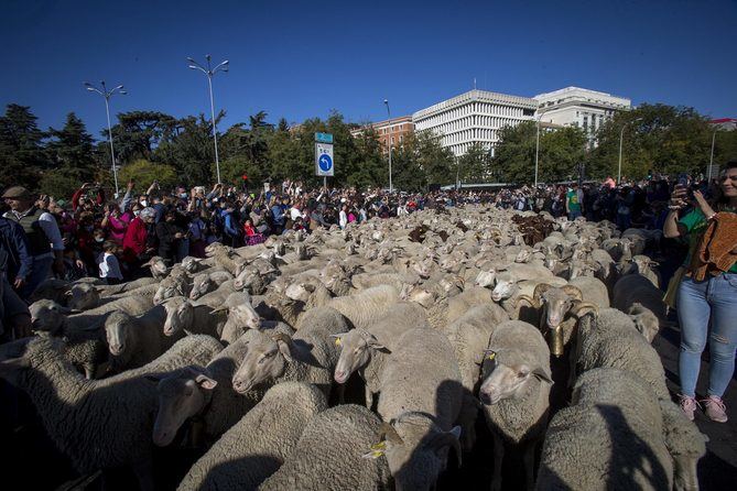 Este domingo, 23 de octubre, se celebra la XXIX edición del evento, que defiende la conservación de las vías pecuarias como corredores ecológicos para la ganadería.